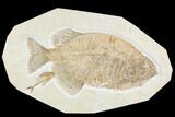 Fossil Fish (Phareodus) With Diplomystus - Wyoming #107468-1